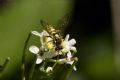 Nomada cfr. succincta